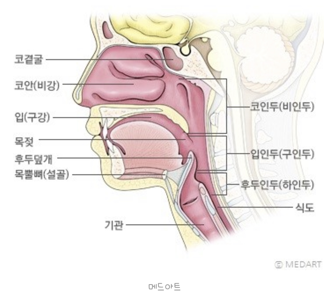 코의 구조 (서울대학교병원 홈페이지)