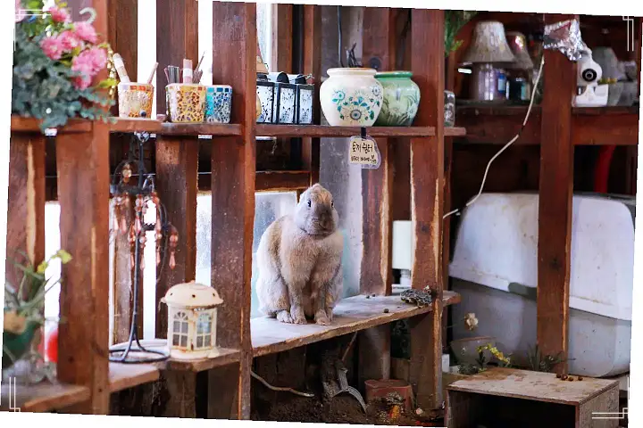 생방송오늘저녁 서울 근교 남양주 별내 토끼 고양이 강아지 뛰어노는 동물 체험 카페 맛집 추천