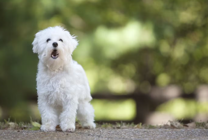 만약 네가 개에게 물렸다면?