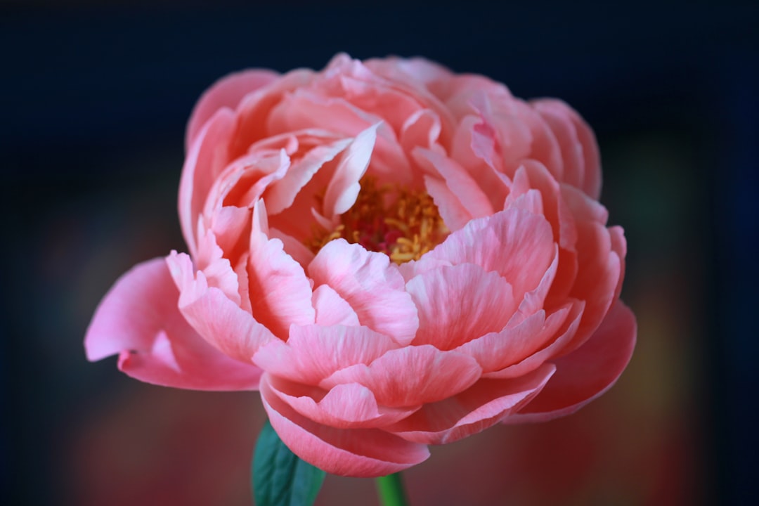 Peony
