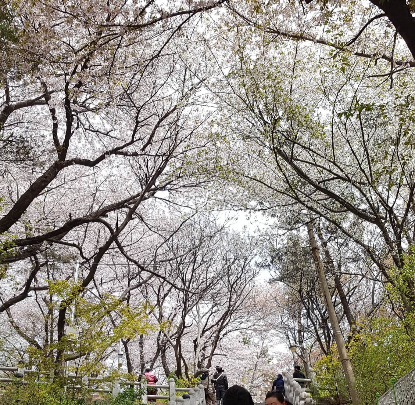 2025년- 벚꽃- 개화- 시기