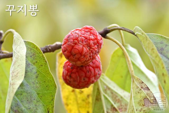 갱년기에 좋은 약초 꾸지뽕 부인병에 좋은 약초