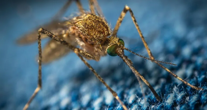 말라리아 예방약 복용법