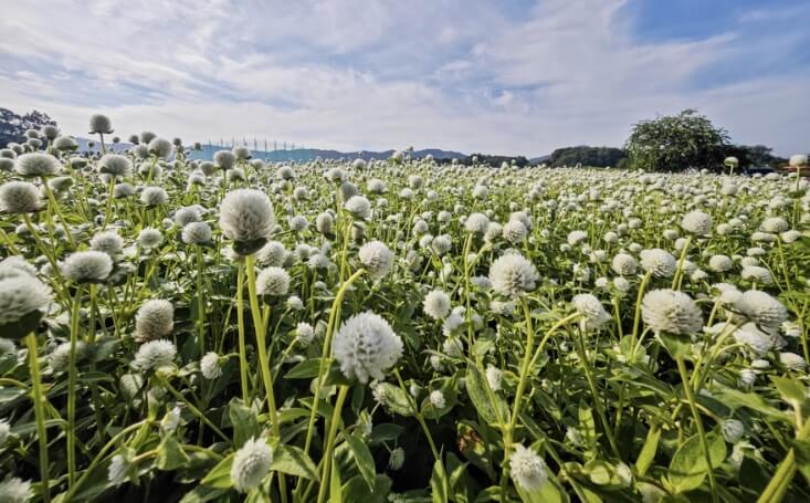 전국 가을 꽃 축제 추천 BEST