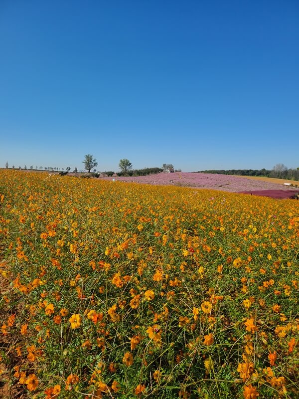 노란색의-코스모스-밭