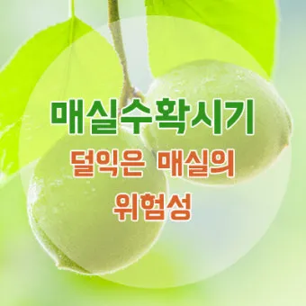 매실 수확 시기 매실장아찌 매실청 매실주 담그는 법_11