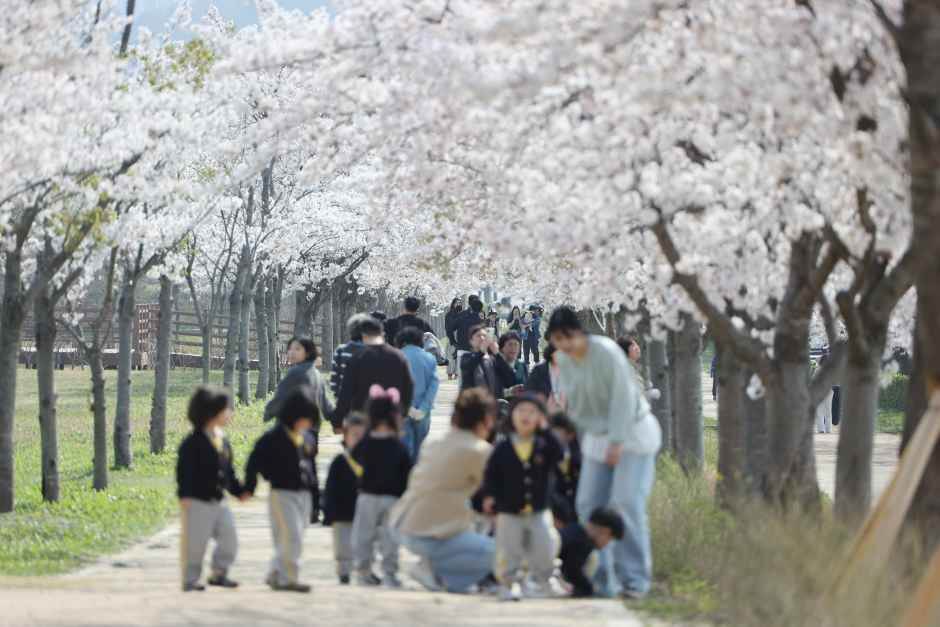 강릉 경포벚꽃축제 일정
