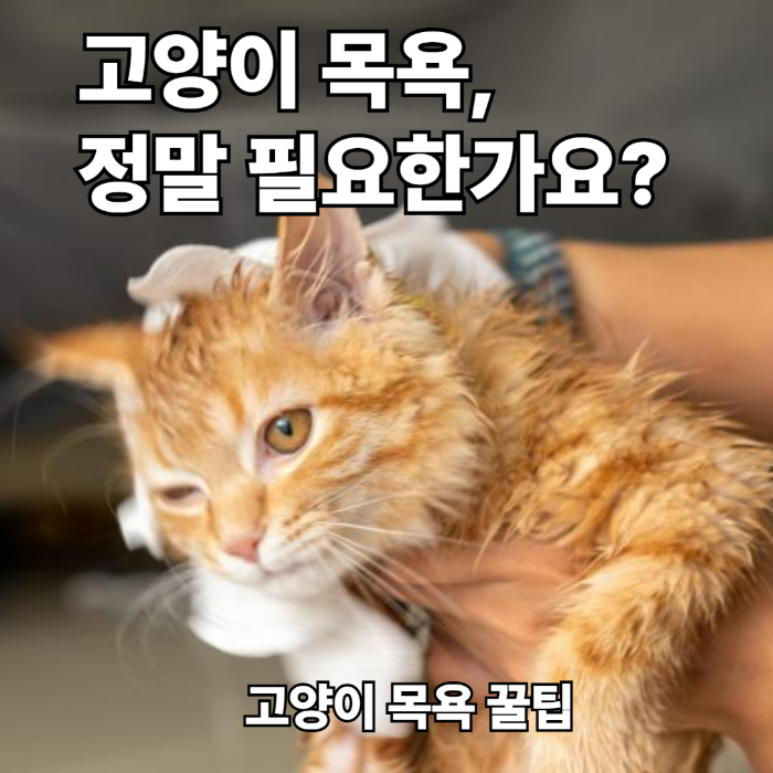 고양이 목욕