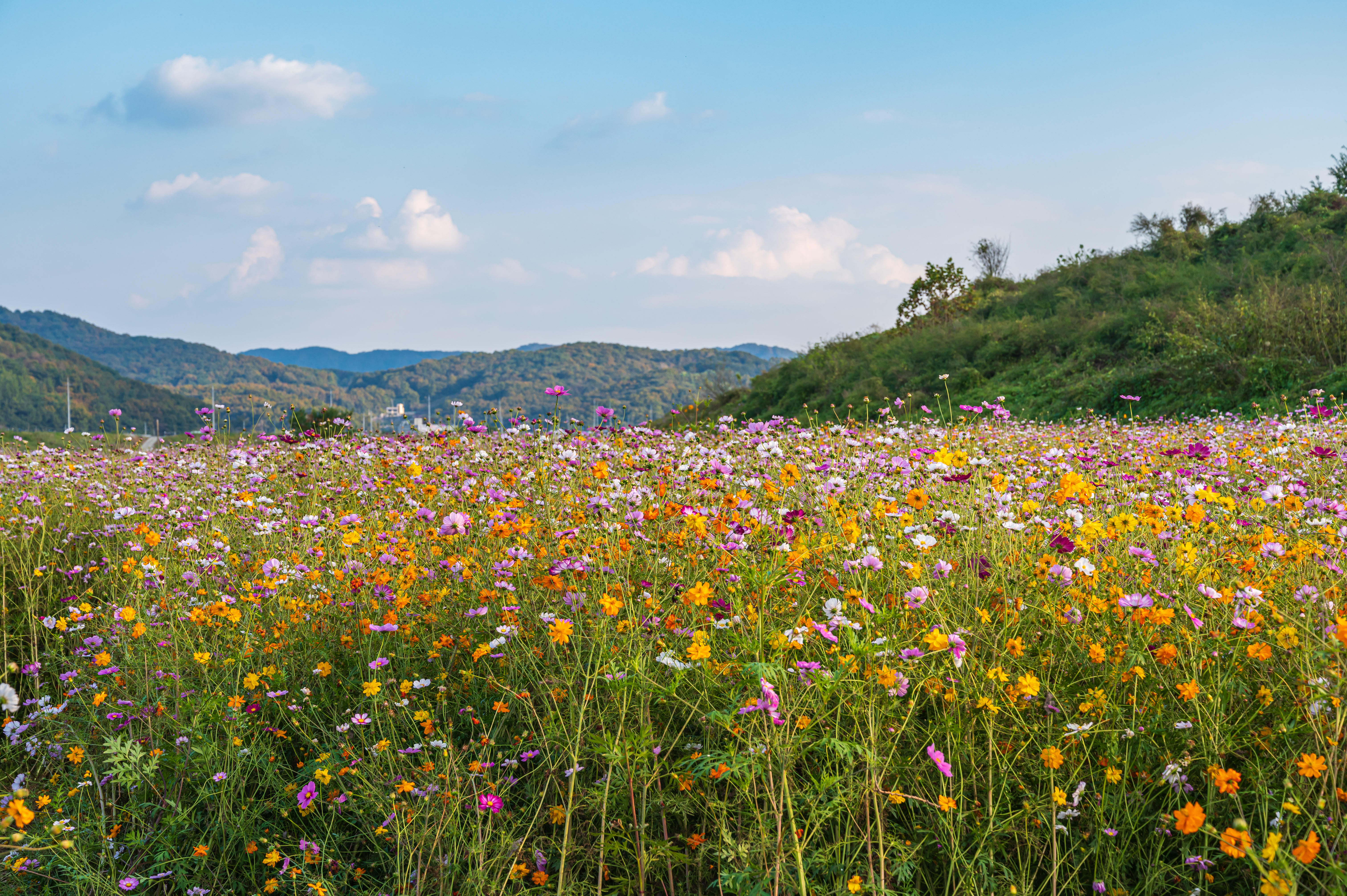 ์ฝ์ค๋ชจ์ค ๋ง๊ฐ '์ธ์ข
์ฒ๋ฐ๊ทผ๋ฆฐ๊ณต์'