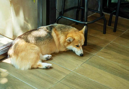 누워있는 강아지