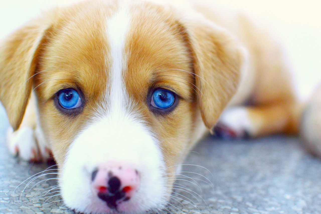 시베리안 레트리버 (Siberian Retriever)