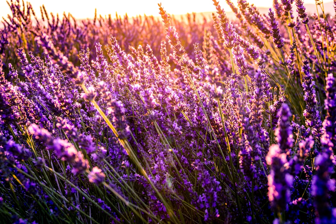 Lavender.