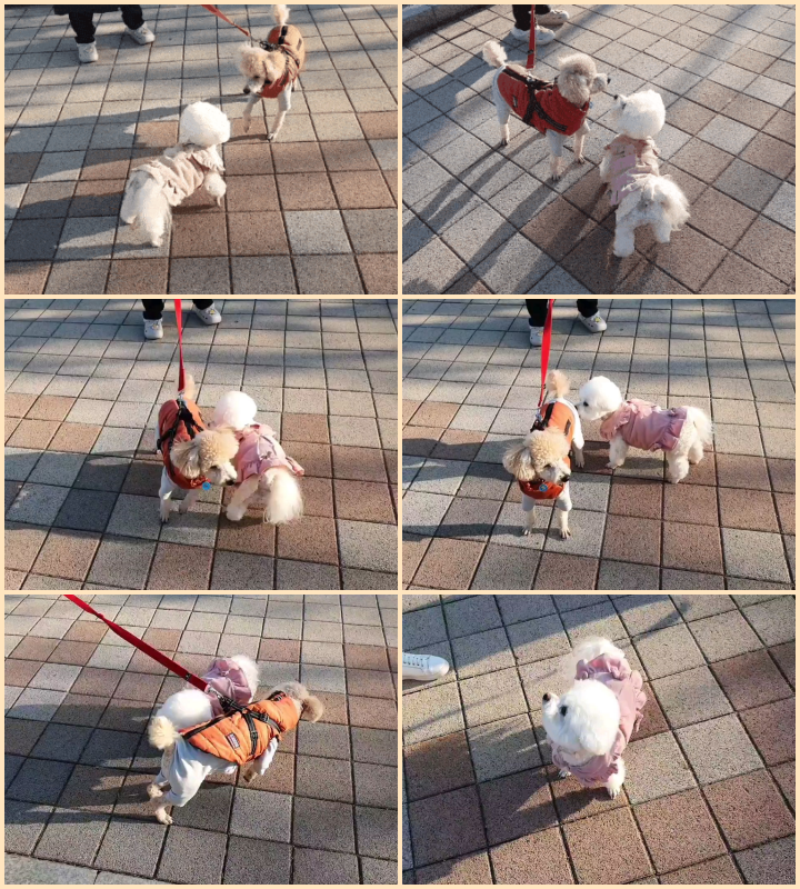 애견친구 미니비숑프리제-푸들