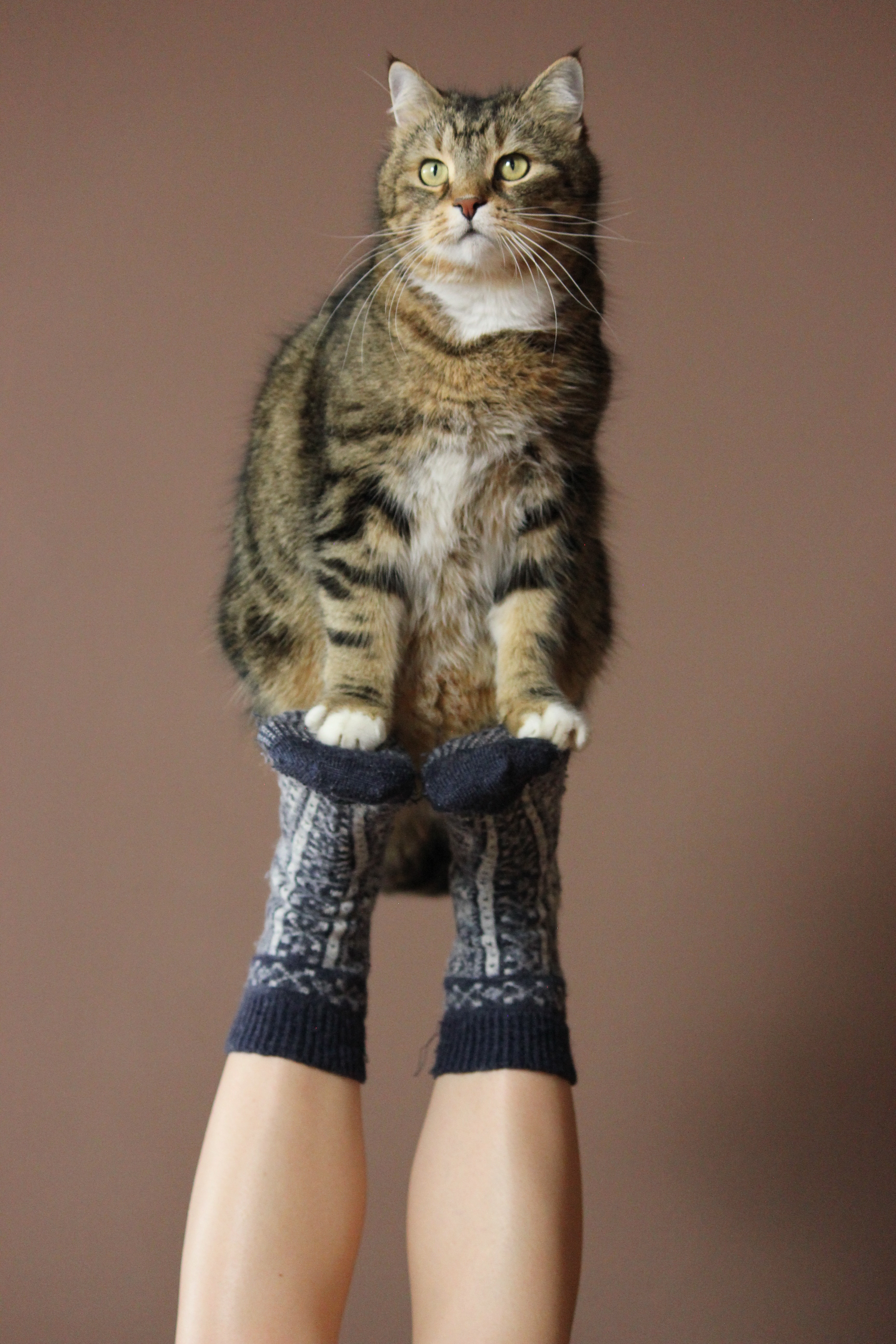 고양이 목욕주기