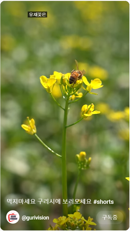 2023.구리 유채꽃축제.유채꽃 한강예술제.유채꽃 개화현황.주차
