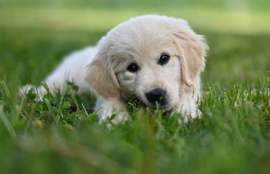 강아지 종합검진관련사진