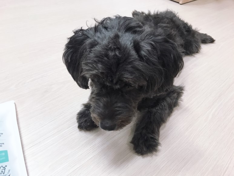 강아지 치석제거 껌 애견간식 뭐멍냥덴탈츄 추천