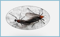 러브버그-사랑벌레