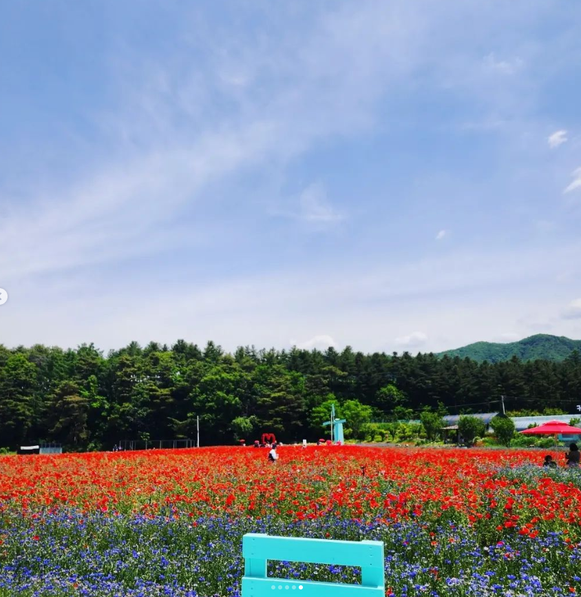 원주 용수골 꽃양귀비축제