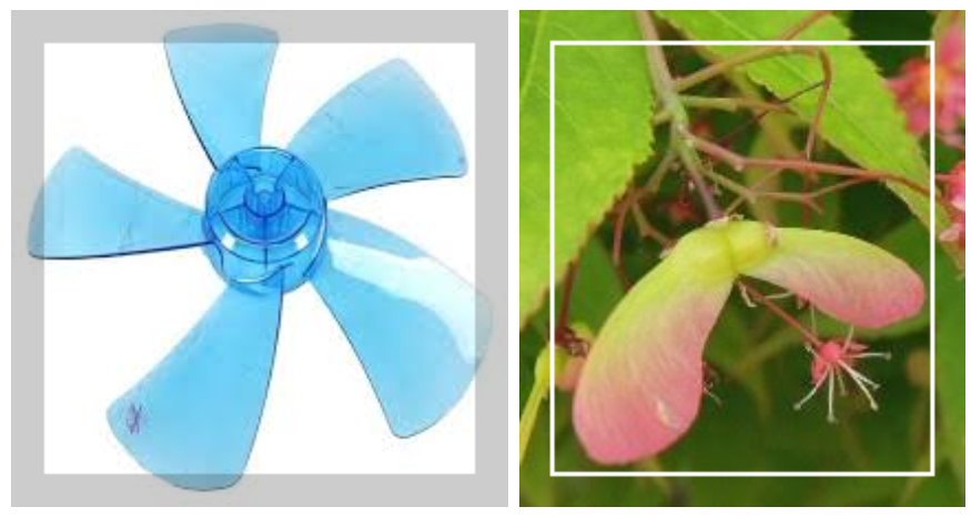 단풍나무 열매 선풍기 프로펠러