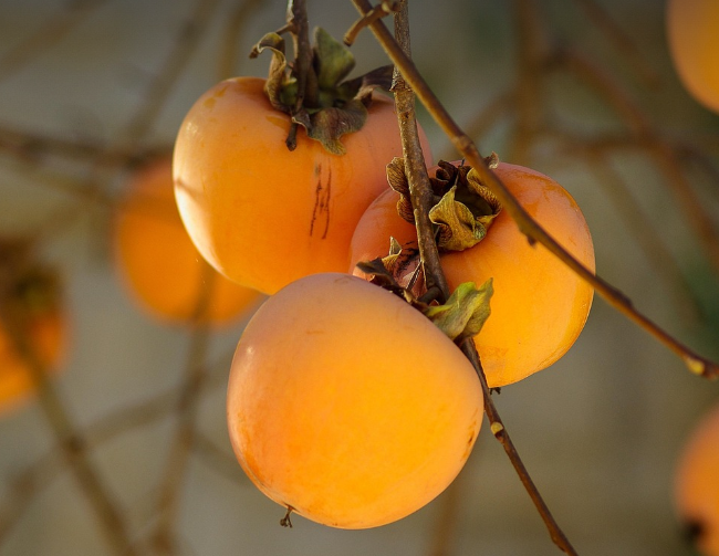 나무에 달려있는 감