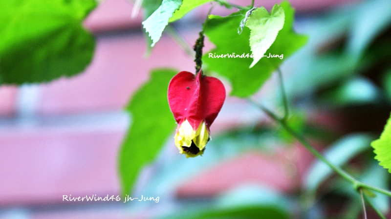 브라질 아부틸론,Brazilian Abutilon 식물 정보