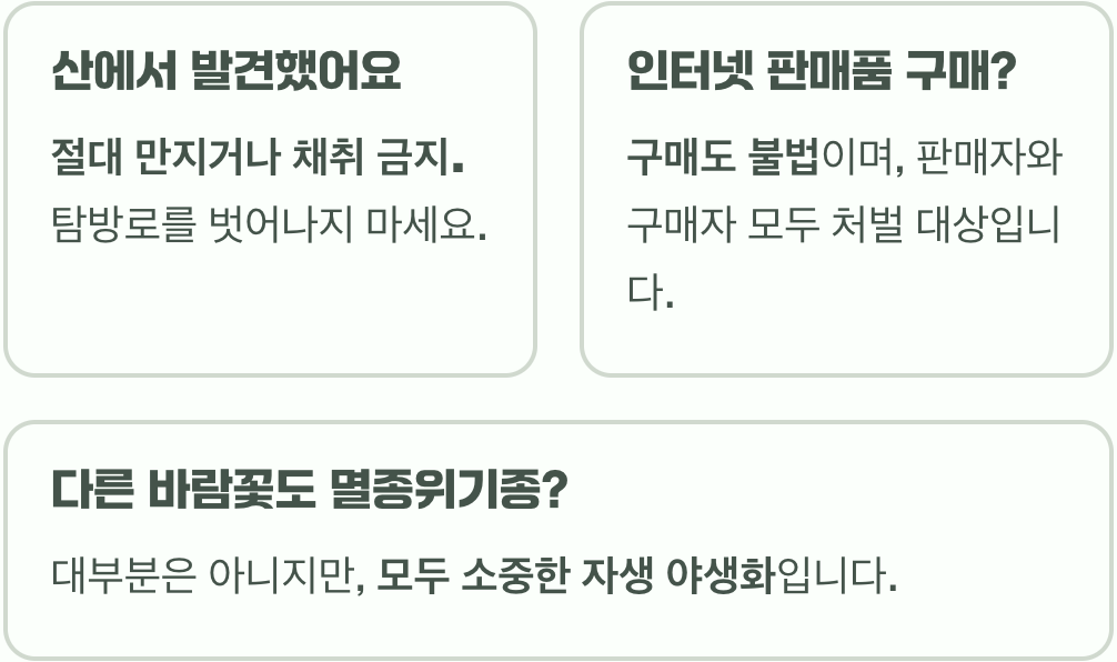 멸종위기 변산바람꽃, 집에서 키우기 가능할까?