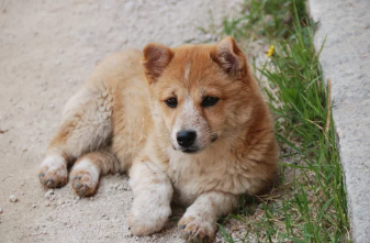 진돗개/출처:어도비스톡