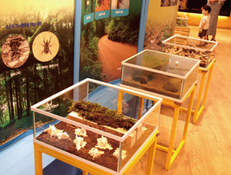 담양 곤충박물관