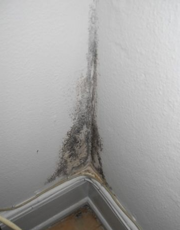 벽에 핀 곰팡이 흔적