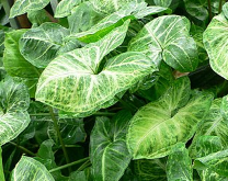싱고니움 포도필름(Syngonium podophyllum)