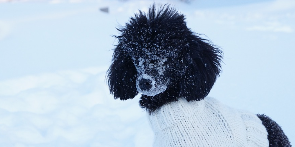 토이푸들 잘 키우는 방법 27