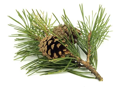 솔잎 효능수확기솔잎 효소 만드는법솔잎차세척활용법보관법까지_2