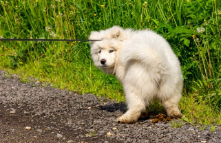 강아지 사진/출처:어도비스톡