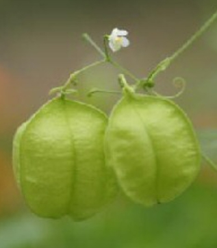 가을에 피는 꽃 풍선덩굴