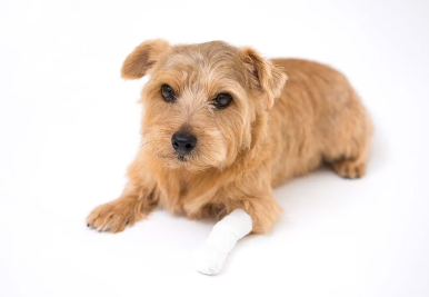 개가 다리를 절고 있어도 외관에 이상이 없는 경우.