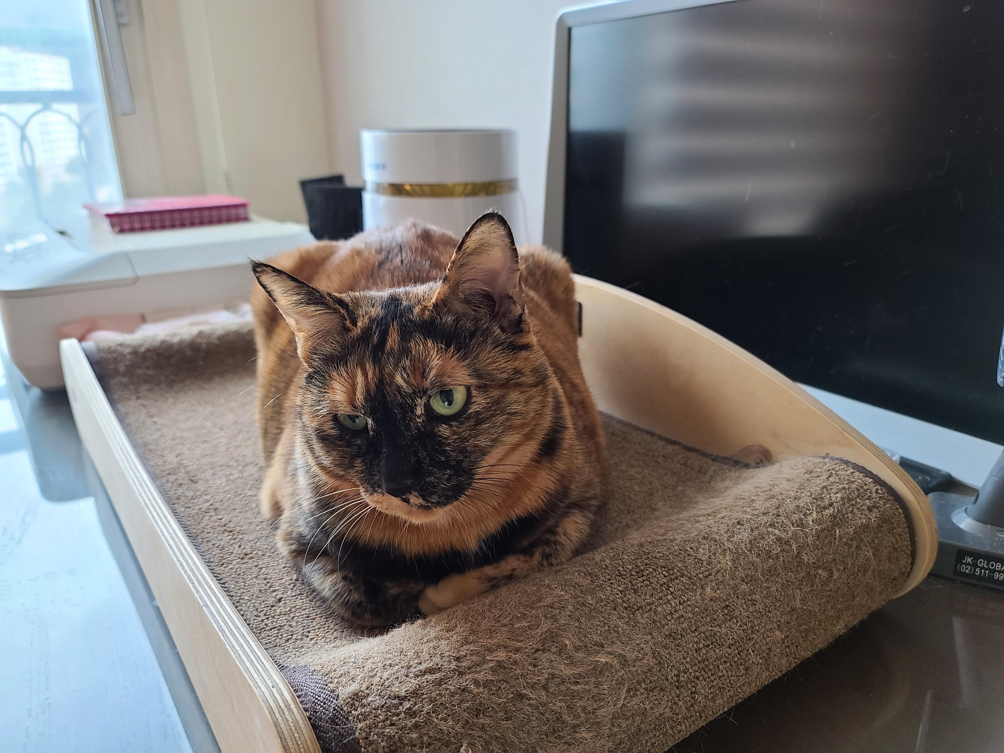 우리집 고양이들에게 전기장판은 선택이 아닌 필수! 보일러가 고장난 3일동안 아홉냥이들은...