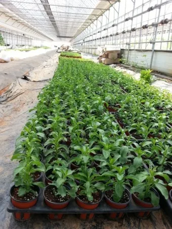 스테비아 재배 삽목 요령 단맛 유지 잎 건조_6