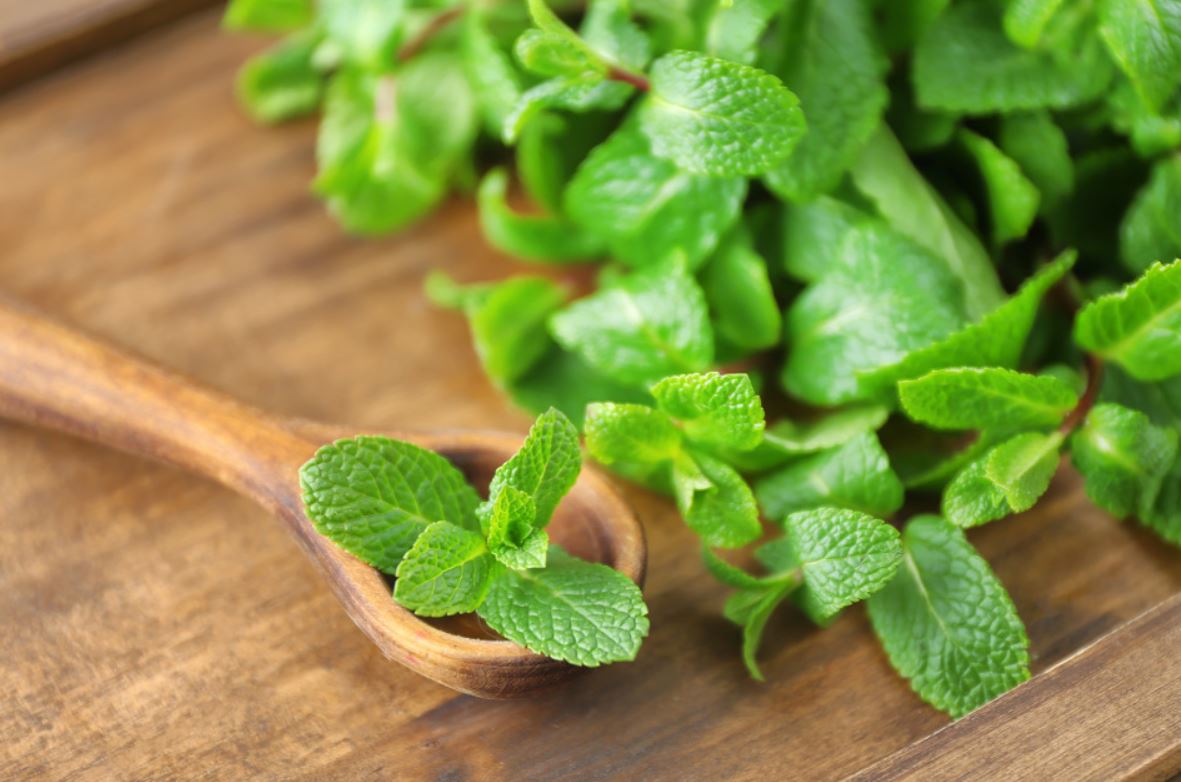 다이어트 보조제 레몬밤