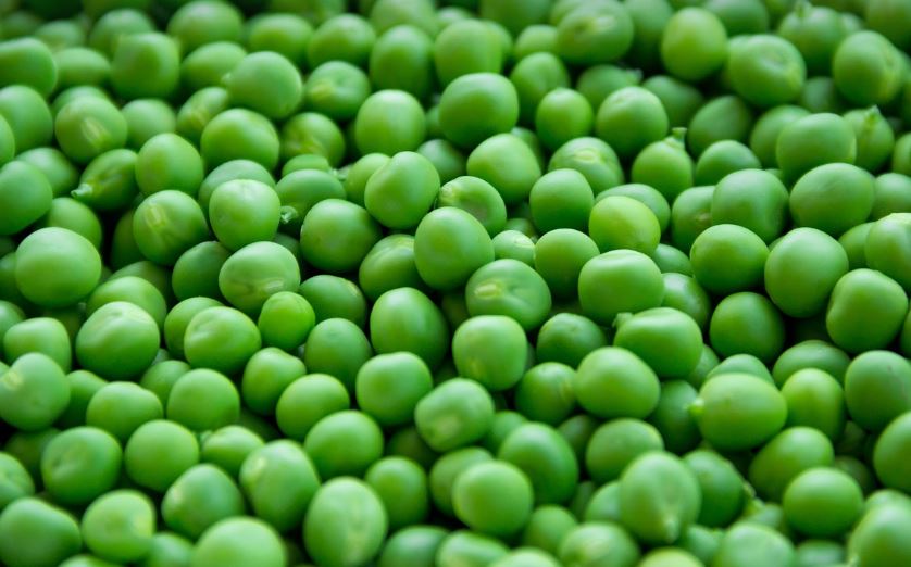 단백질 섭취의 중요성과 건강한 단백질 음식 추천