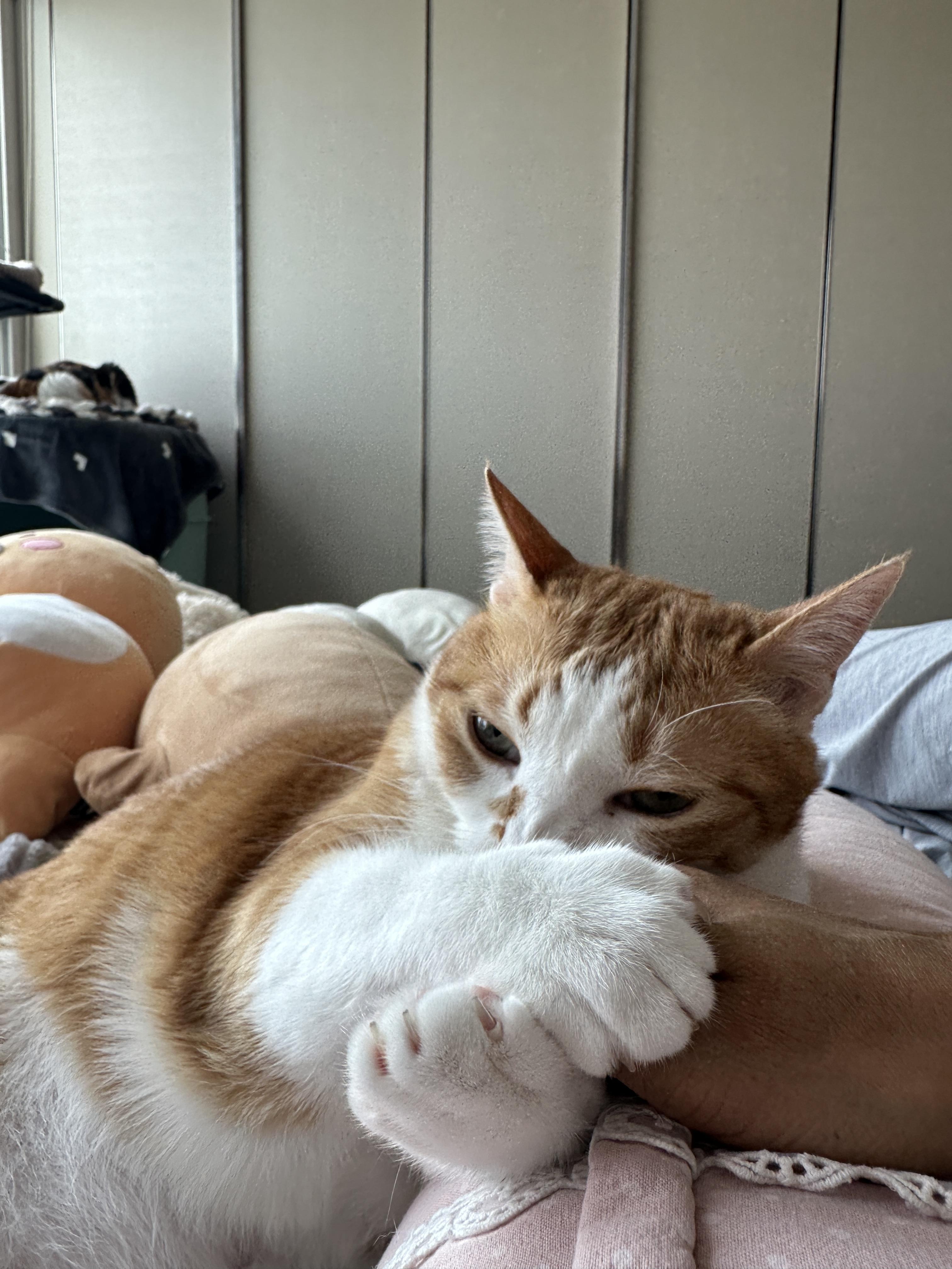 엄마_손을_움켜쥐고_물고_있는_호야_4