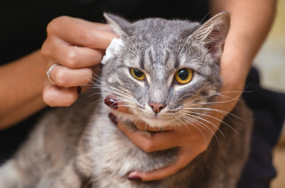 치료를 받는 고양이.
