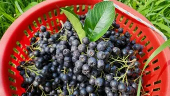 아로니아 효능 칼로리 권장섭취량_6