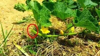 참외재배-아들덩굴-순지르기-적심-방법-유인재배