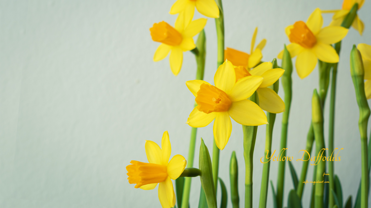 04 활짝핀 노란색 수선화 오른쪽 C - Yellow Daffodils 봄배경화면