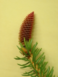 독일가문비 암꽃