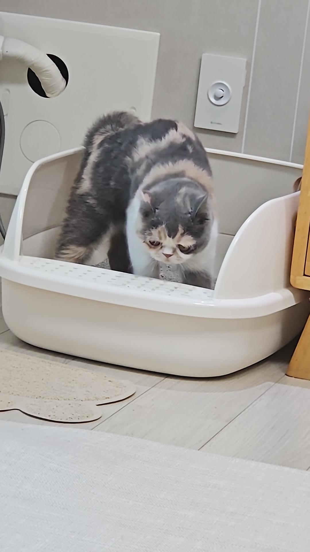 용산동물병원 충주동물병원 고양이 각막궤양 고양이 각막손상 고양이 주성화수술 고양이 환묘복