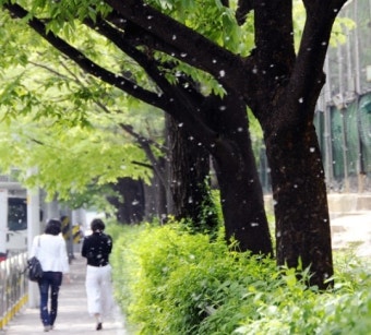 봄철 꽃가루 알레르기