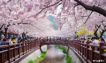 2025년 벚꽃축제 일정 시기 명소_21
