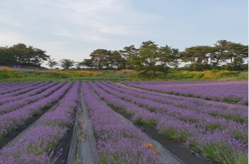 고창 청농원 라벤더 축제3
